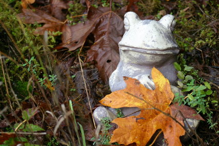 fall frog